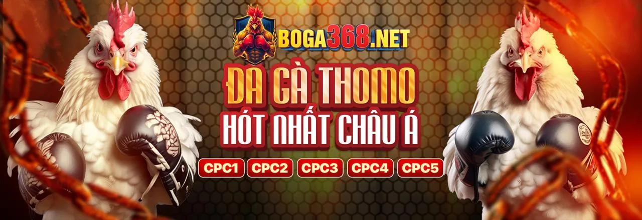 Sân đấu đá gà trực tiếp sôi động tại C88